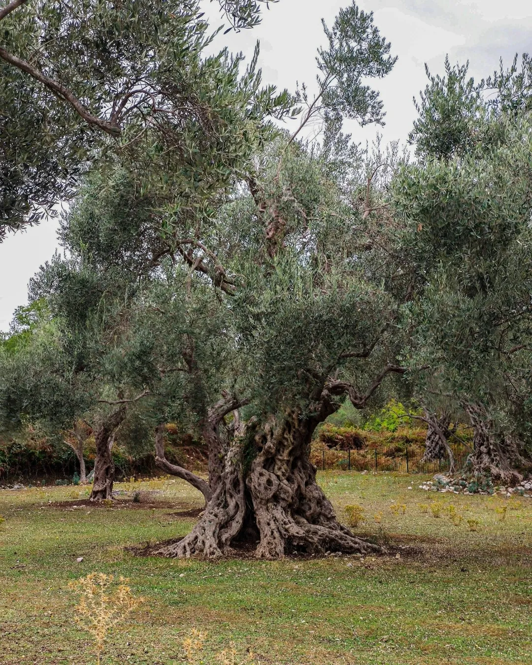 The History Behind Olive Wood: From Ancient Tradition to Modern Kitchen